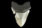 Fossil Megalodon Tooth - North Carolina #124953-2